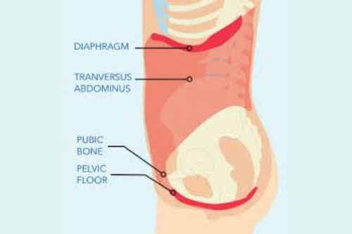 Pelvic Floor Therapy For Men ווליס פיזיותרפיה ומדרסים